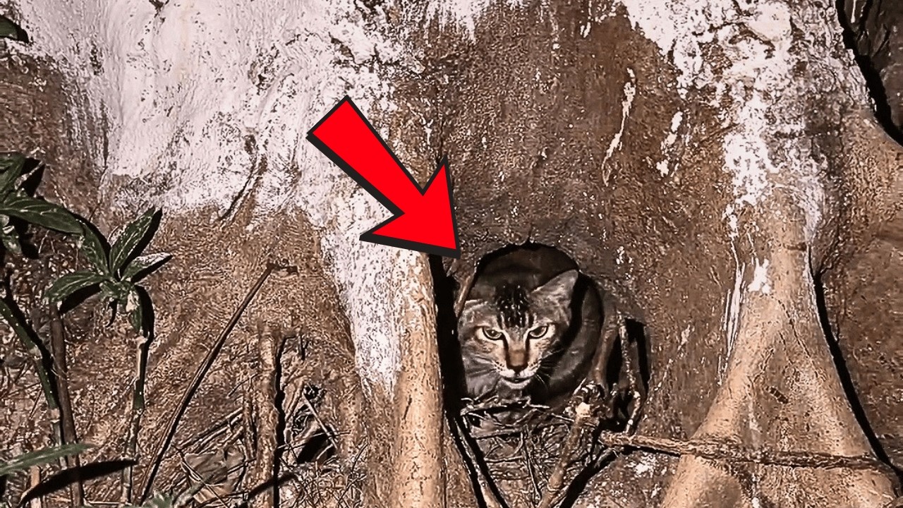 Без приюта бездомная кошка родила котят в холодном дупле; проходившая девушка дала им тёплый дом.