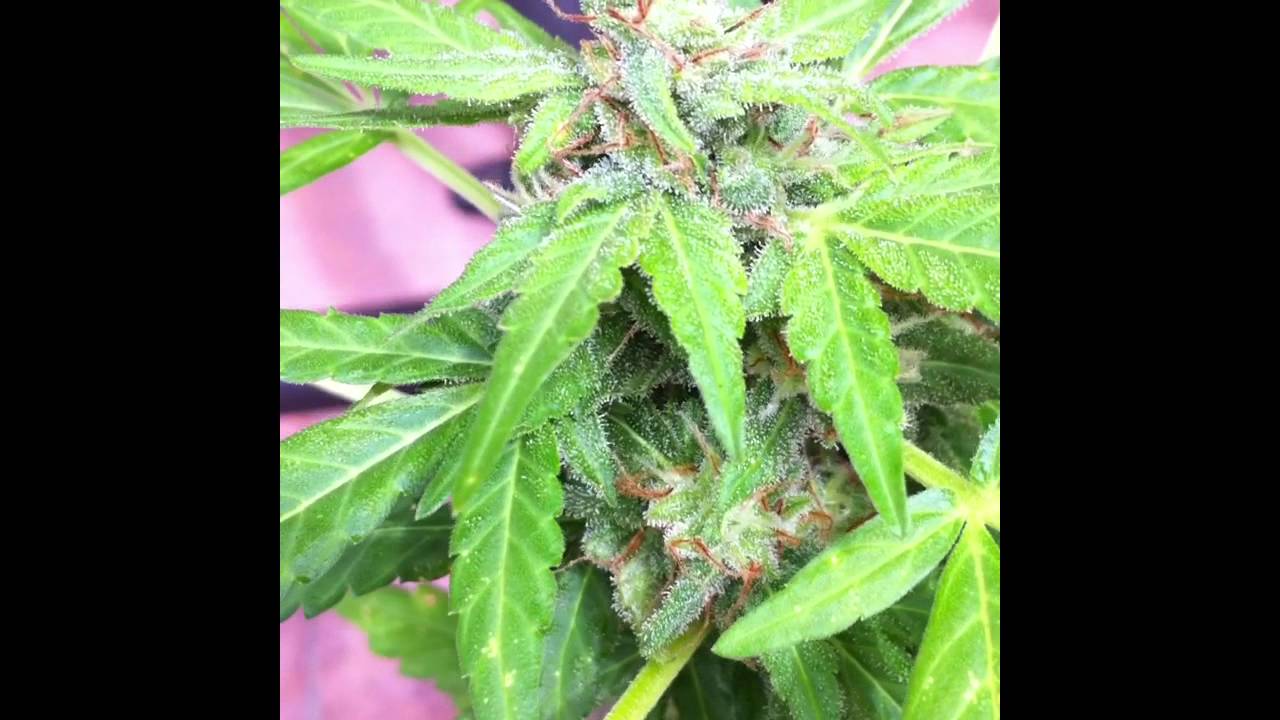 Blue Diesel Auto Last Week