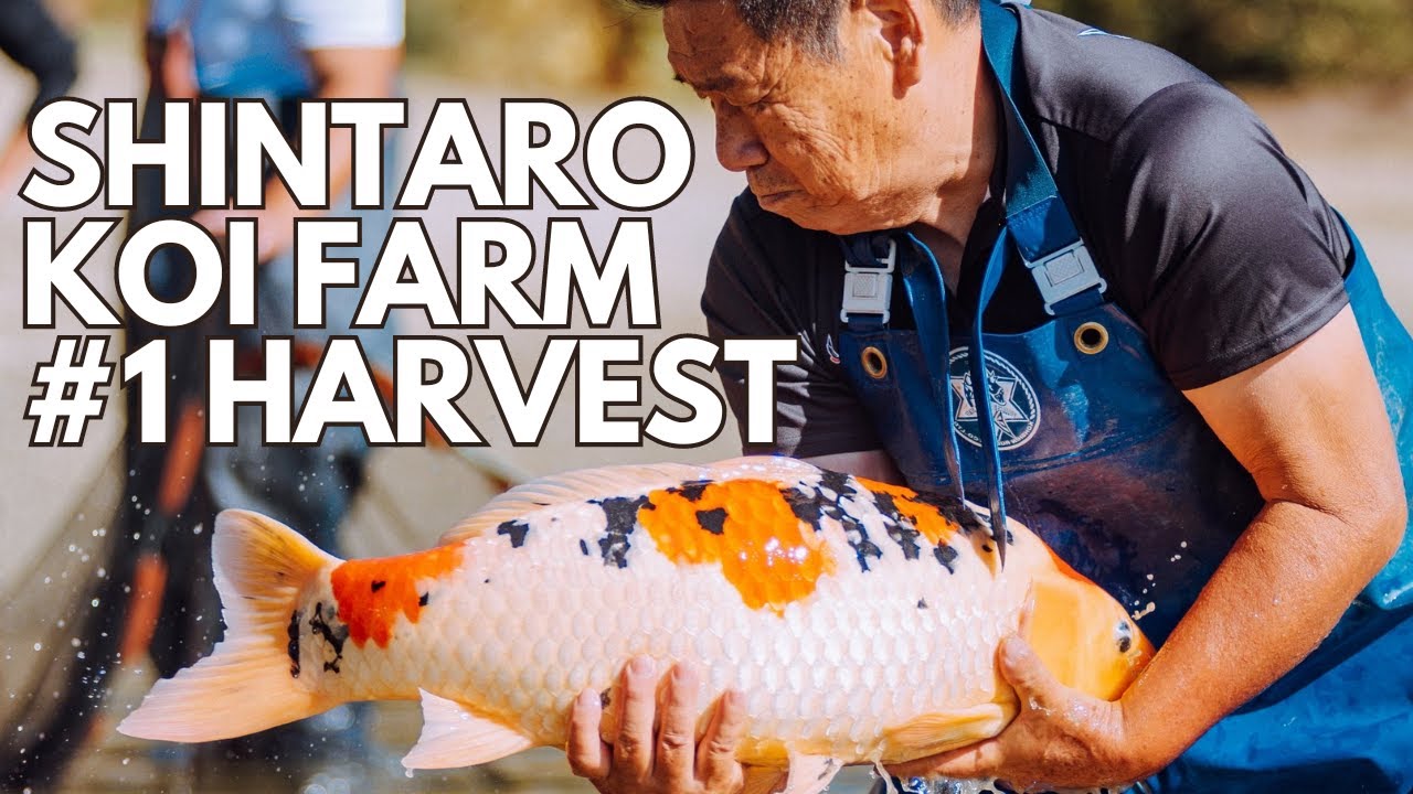 JUMBO JAPANESE KOI HARVEST! Shintaro Koi Farm #1 Harvest 2023
