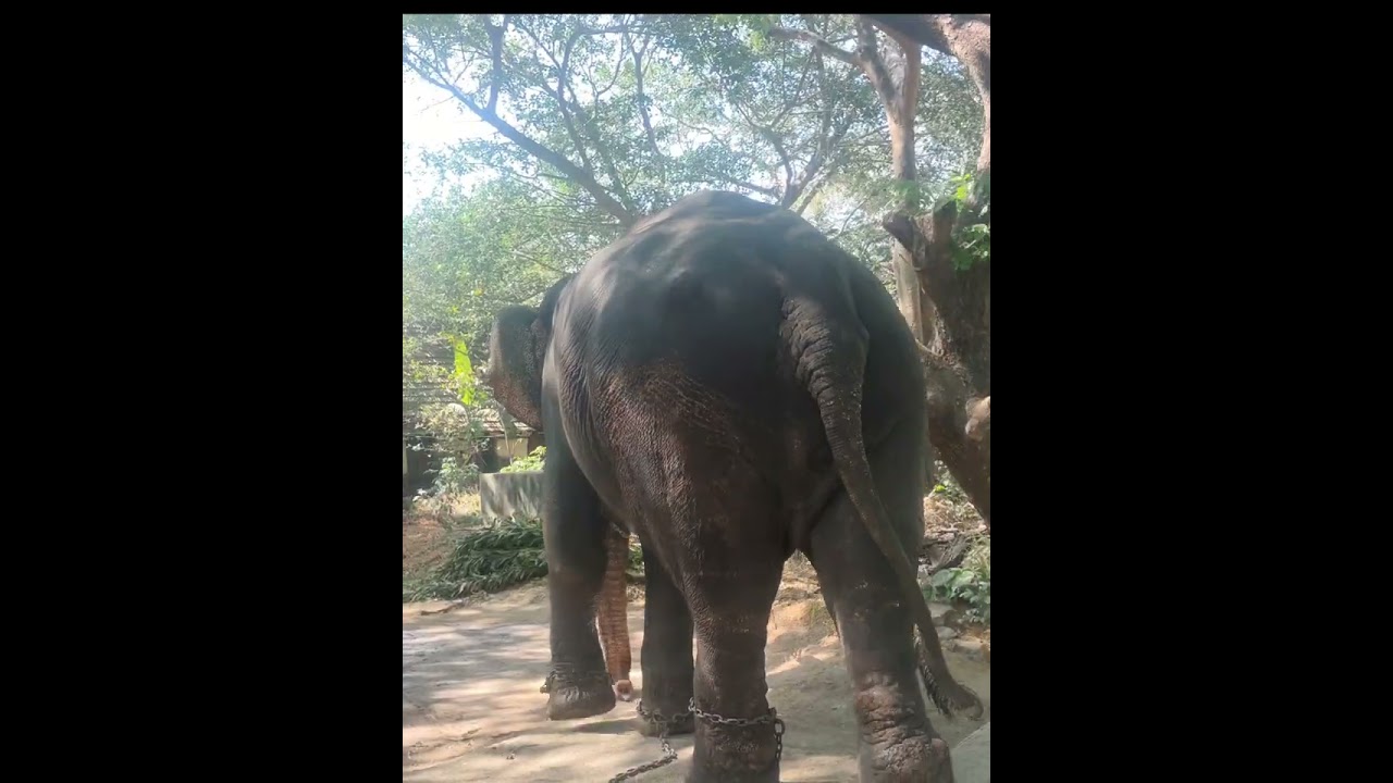 ആനക്കോട്ടയിലേക്ക് ഒരു യാത്ര 🦣🦣🦣🦣🦣🦣