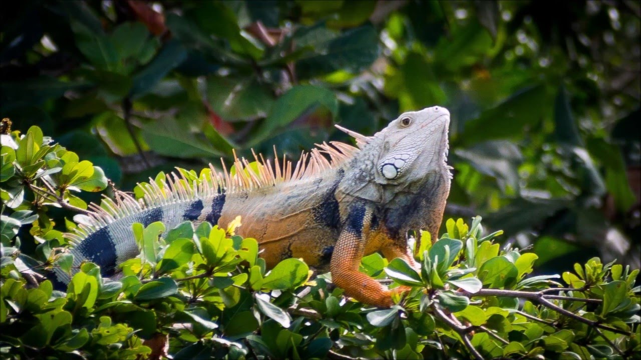 Puerto Rico's Vieques Island