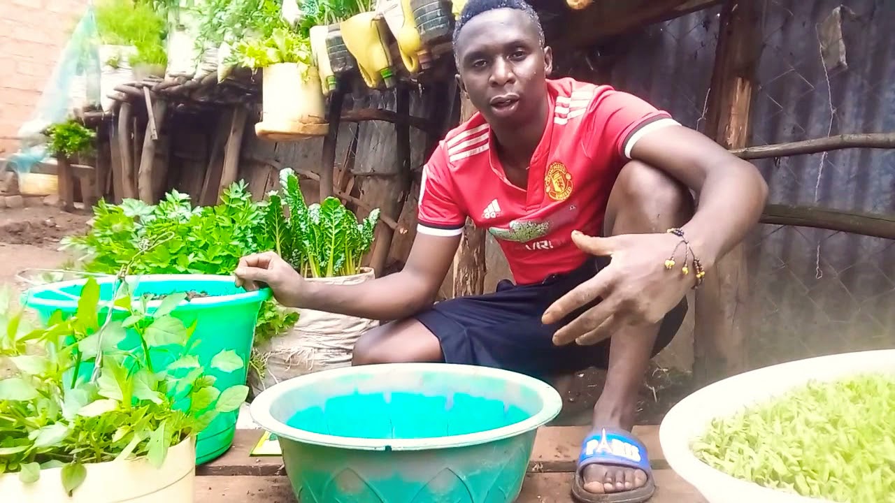 How to Prepare Nursery Bed of Fordhook Giant Spinach (swiss Chard) in a simple container.
