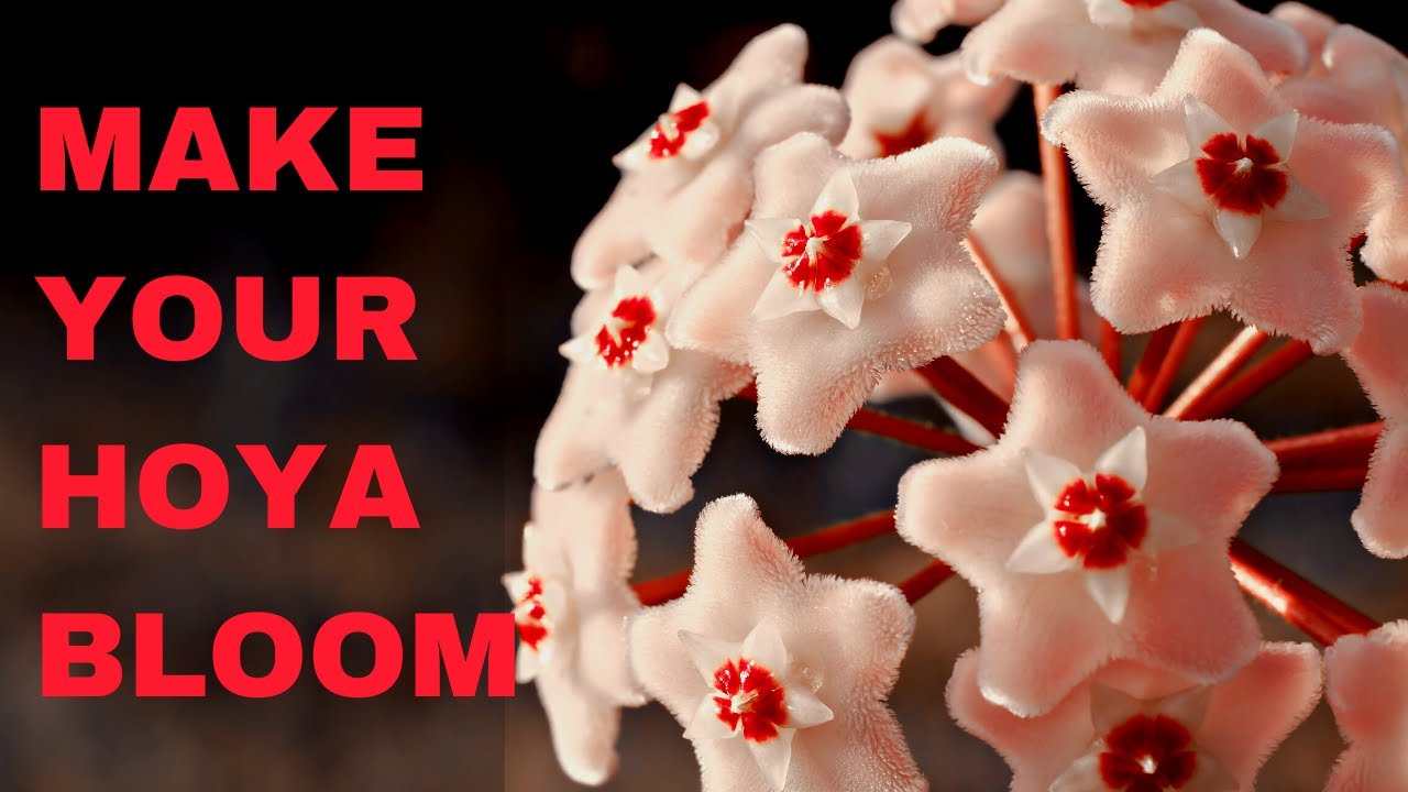 How to Promote Hoya Plant Blooms: Expert Care Tips