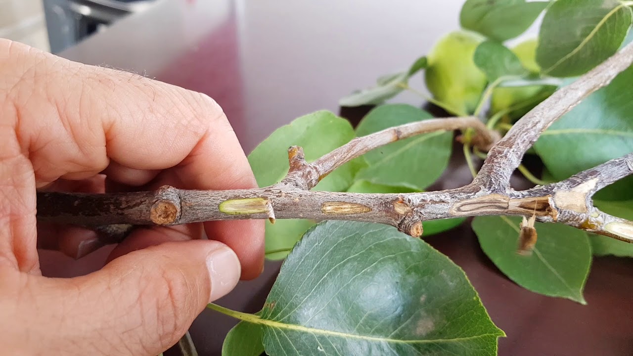 Armut, Elma, Ayva'da Erwinia amylovora ateş yanıklığı hastalığı tanımı ve mücadelesi