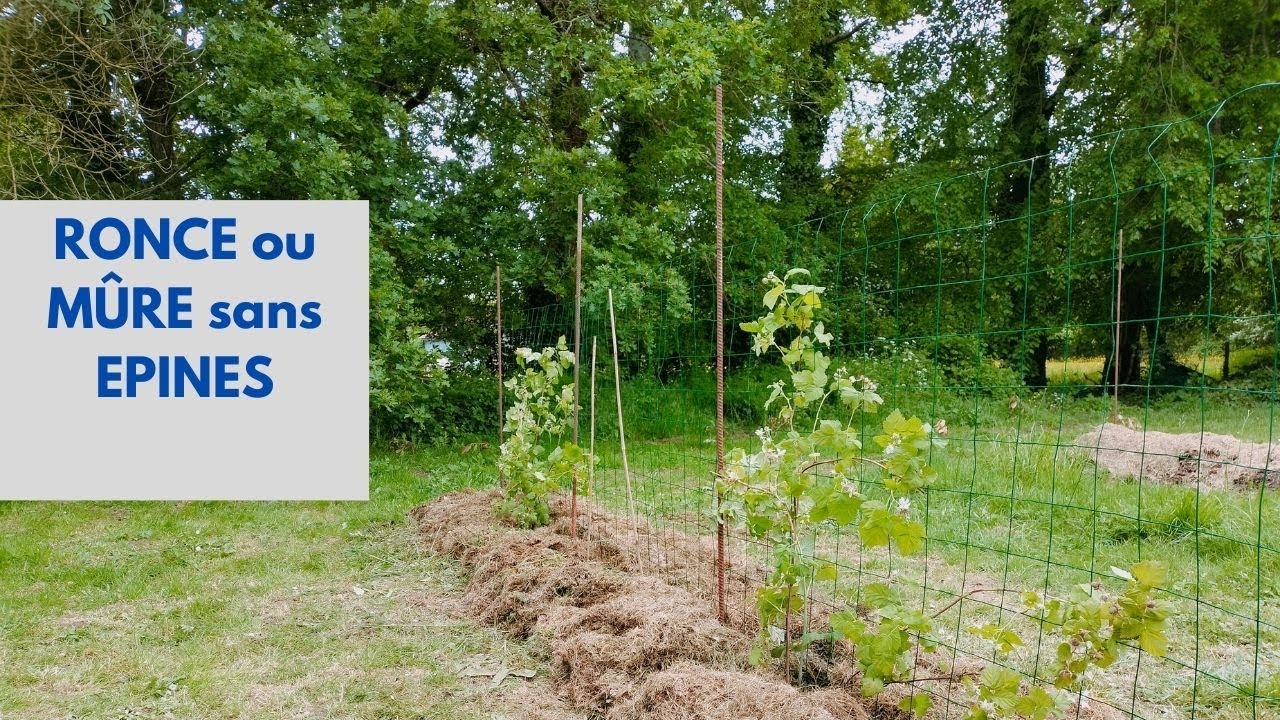 Bien PLANTER la RONCE ou MÛRE sans EPINES