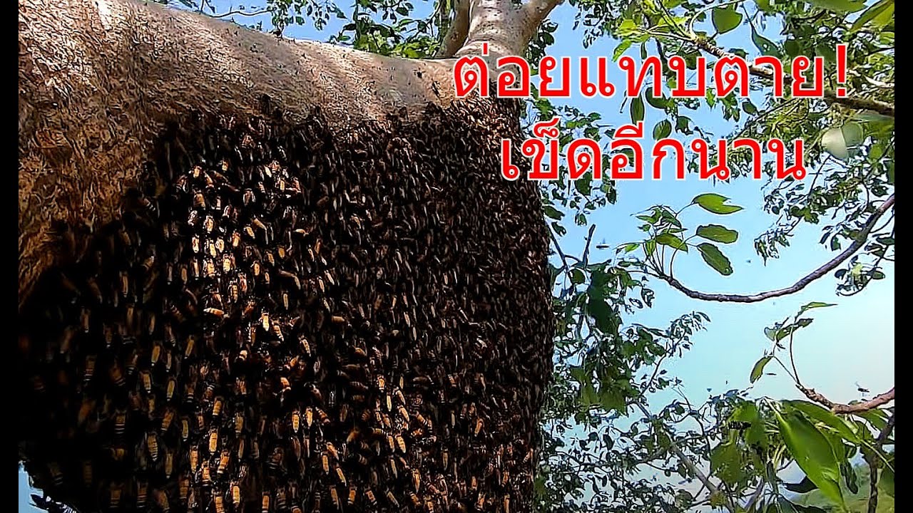 พรานมังกรโดนผึ้งต่อยคงจะเข็ดไปอีกนานเรื่องผึ้ง /ตีผึ้งหลวงไม่หวงวิชา