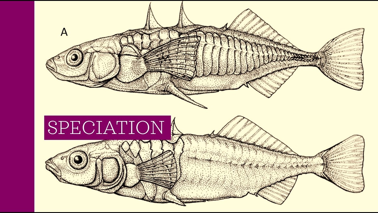 AP Biology 7iv Speciation Lecture
