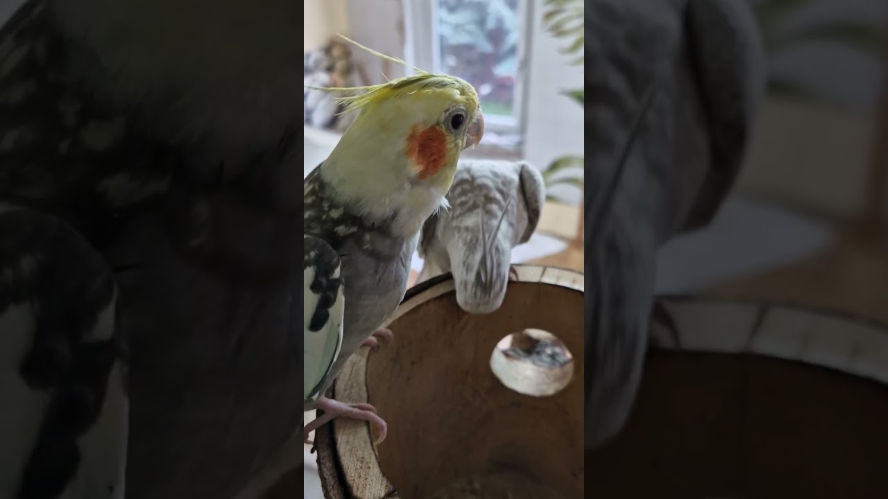 Hänsel hilft mir bei der Nistkasten Kontrolle