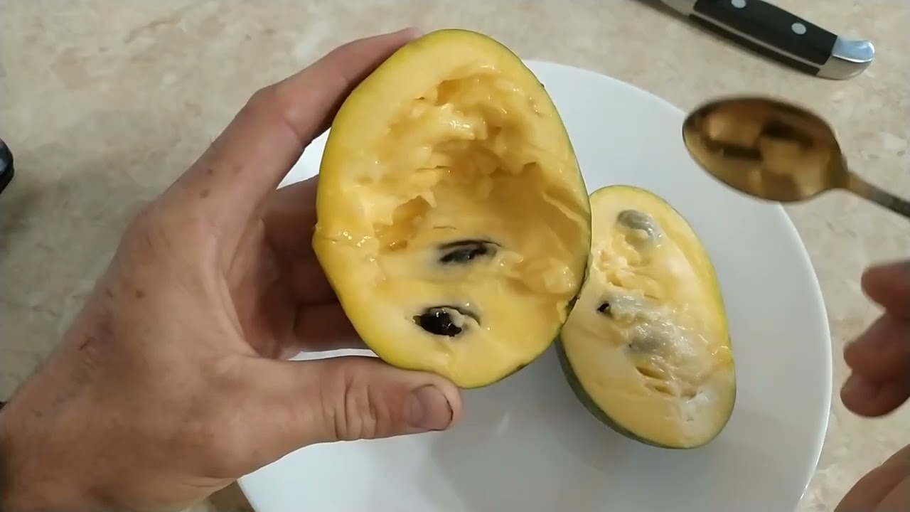 PAWPAW ( ASIMINA ) . Prima 1216 Азиміна . Сорт Пріма 1216 . Дегустація , плід 300г. 🇺🇦🇺🇦🇺🇦