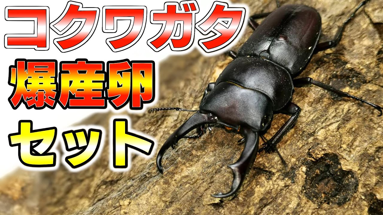 材にひと手間で爆産‼コクワガタの産卵セット