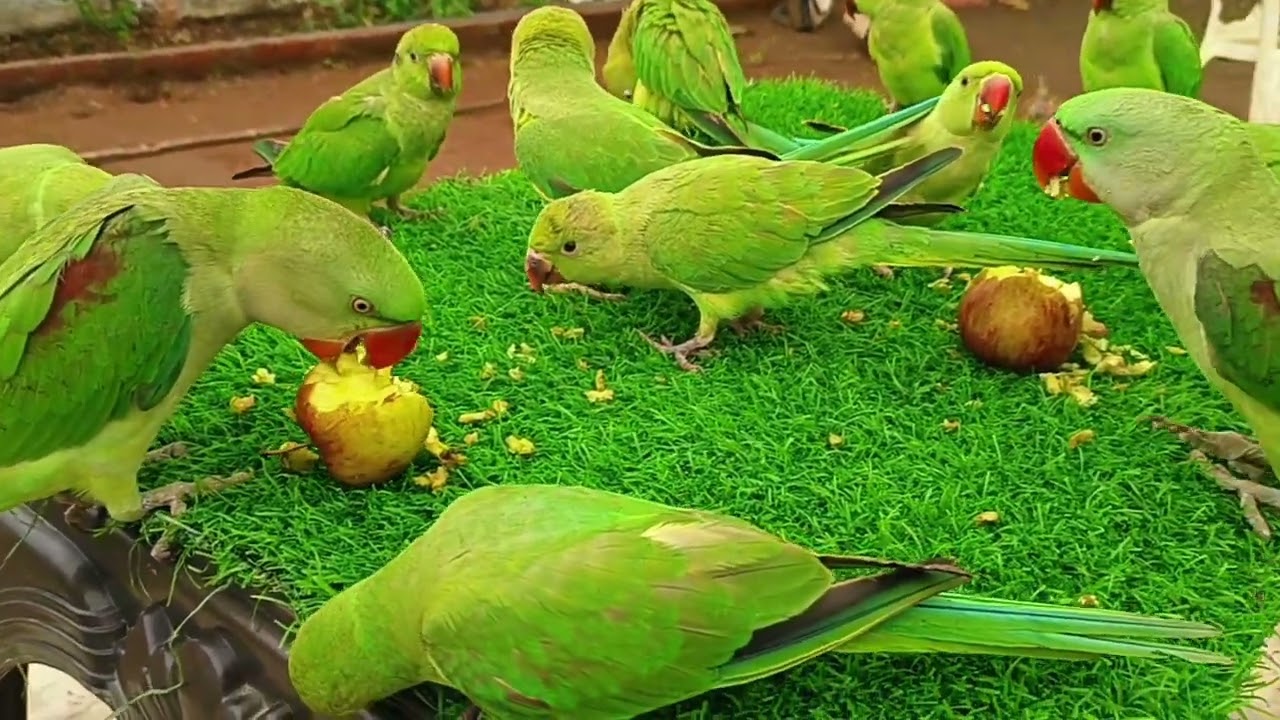 Green Parrot Sounds Videos Compilation | Tanishu Singh Miniature |@ParroTube