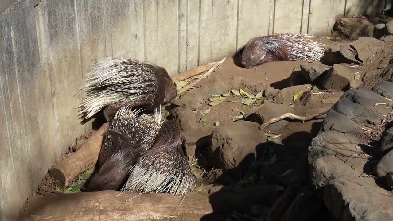 インドタテガミヤマアラシさん