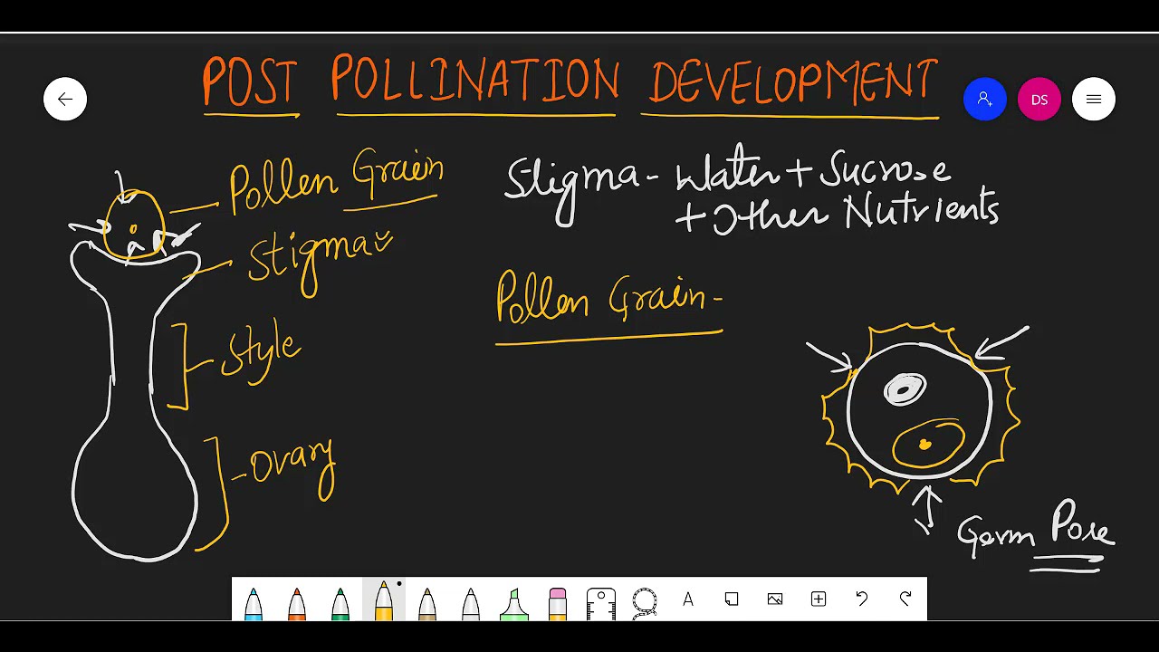 Post Pollination Development of Male Gametophyte | Sexual Reproduction in Flowering Plants |