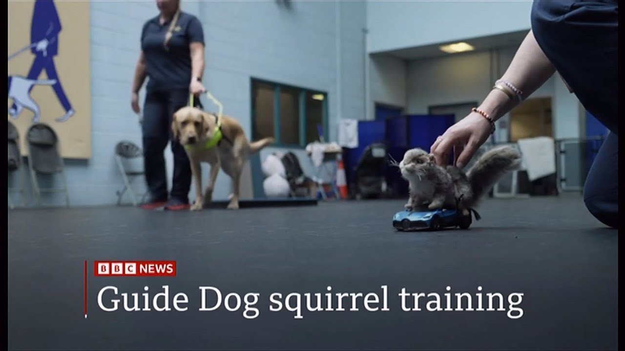 How a toy squirrel is helping to train guide dogs (UK) 24/July/2025