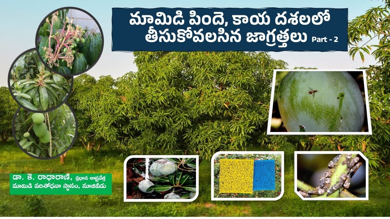 మామిడి పిందె, కాయ దశలలో తీస్కోవాల్సిన జాగ్రత్తలు పార్ట్ - 2 || డా.కె. రాధా రాణి, ప్రధాన శాస్త్రవేత్త