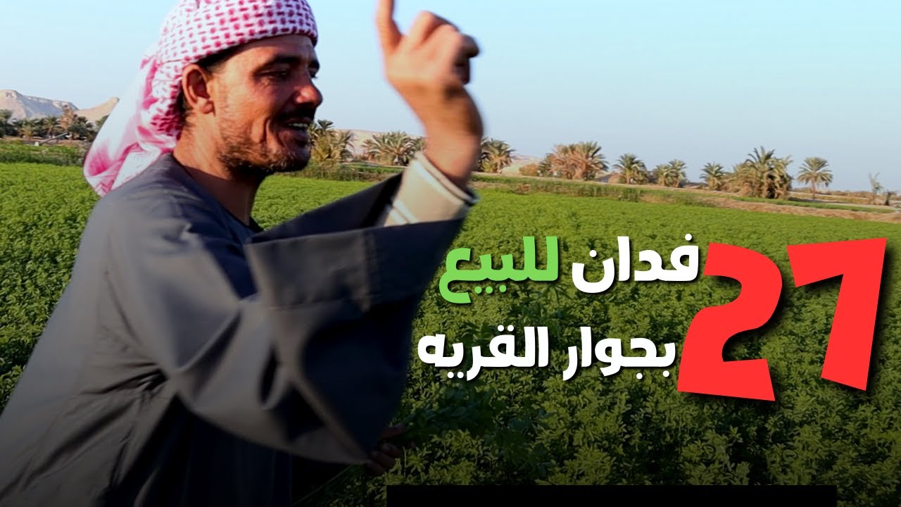 للبيع 27 فدان برسيم حجازي وقمح بجوار القريه حصر جمعيه كارت ذكي