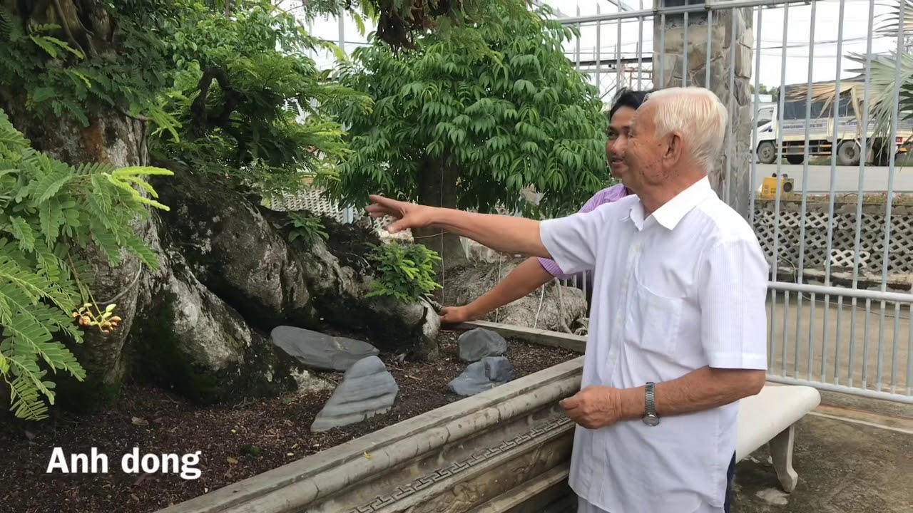 Cây me đạt nhiều giải thưởng