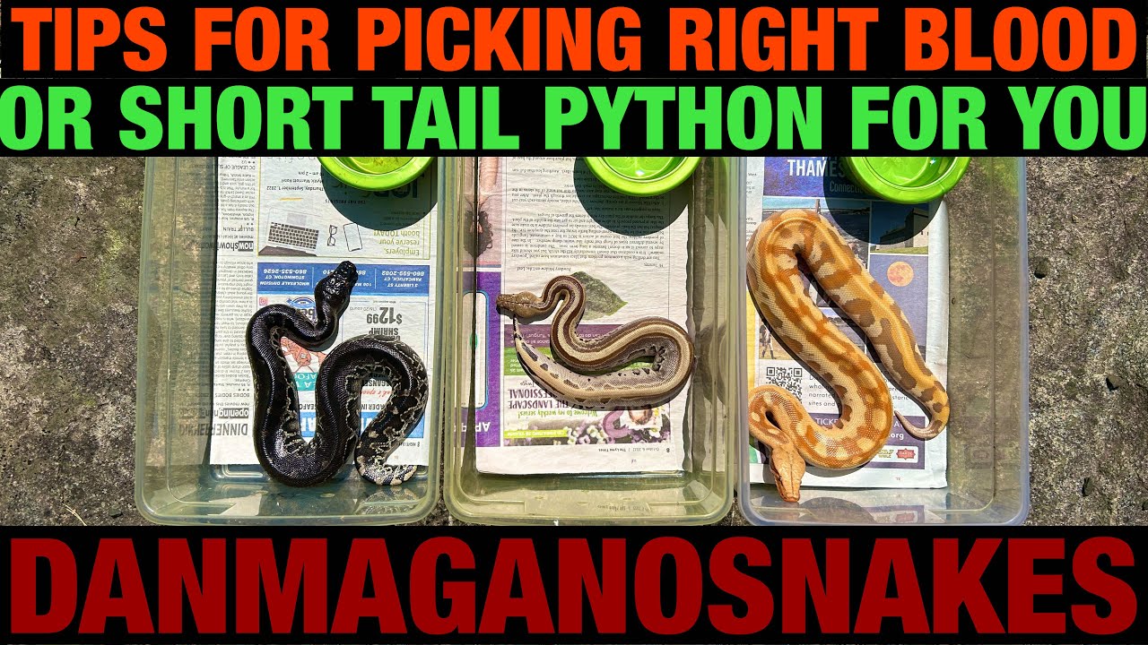 Episode 114: Tips for picking the RIGHT blood or short tailed python.