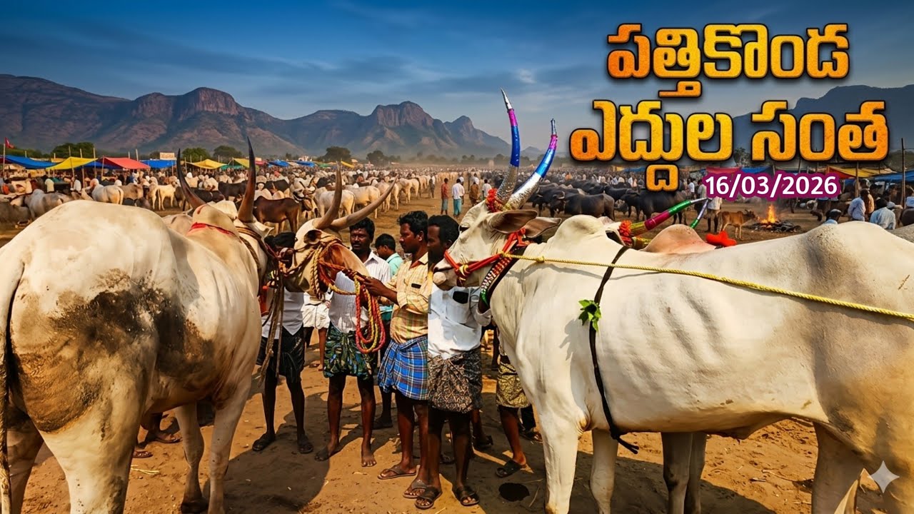 Pattikonda bulls market videos 2026// సోమవారం పత్తికొండఎద్దుల సంతలో ధరలుచూడండి//cattilsMarket Street