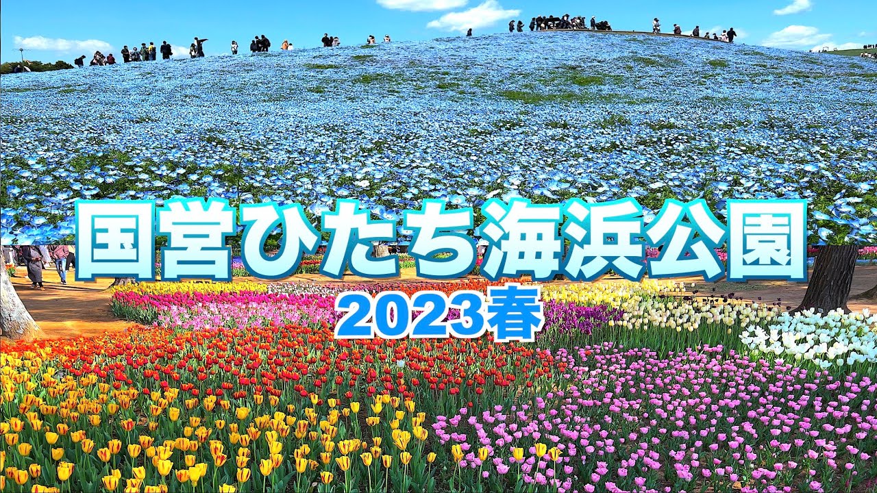 【国営ひたち海浜公園2023春】【見頃】【ネモフィラ＆チューリップ】【茨城県　ひたちなか市】／４Ｋ／HITACHI SEASIDE PARK／Nemophila & Tulip..