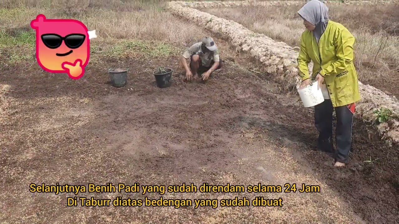 Kegiatan Tanam  Padi Sawah Pola Jajar Legowo