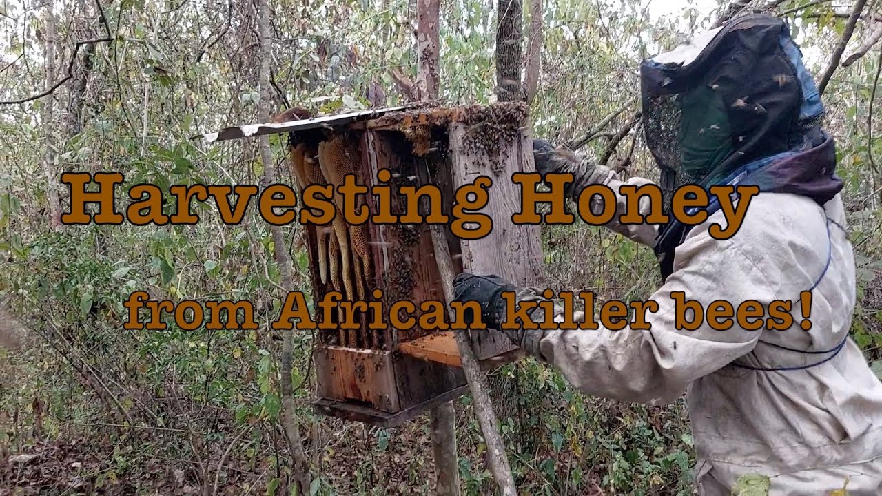 Harvesting Honey from African Killer Bees!