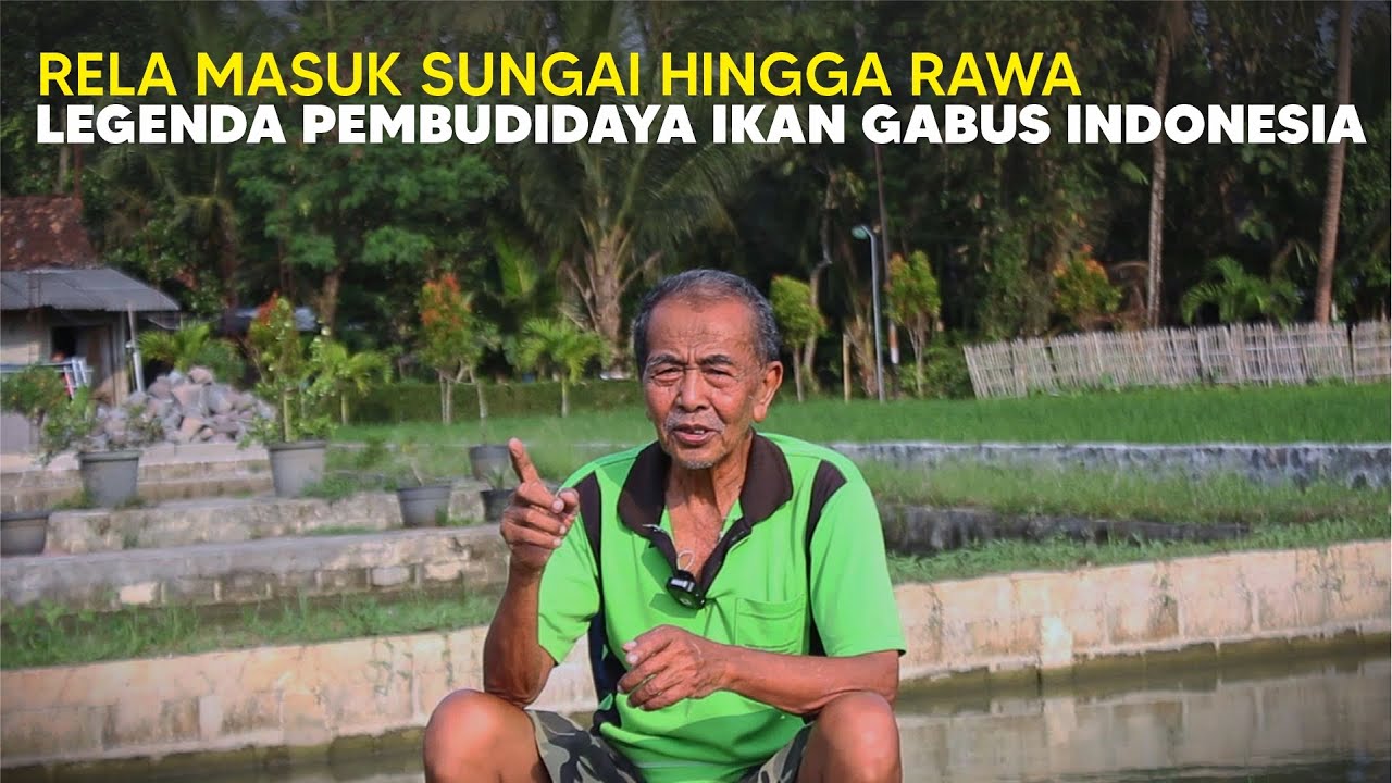 Cara Budidaya Ikan Gabus Legend Mbah Kidjo Farm Yogyakarta