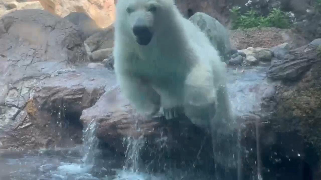 番外編 ママを追いかけると思いきやこっちに来たライくん【番外編】【よこはま動物園ズーラシア】【2025年】