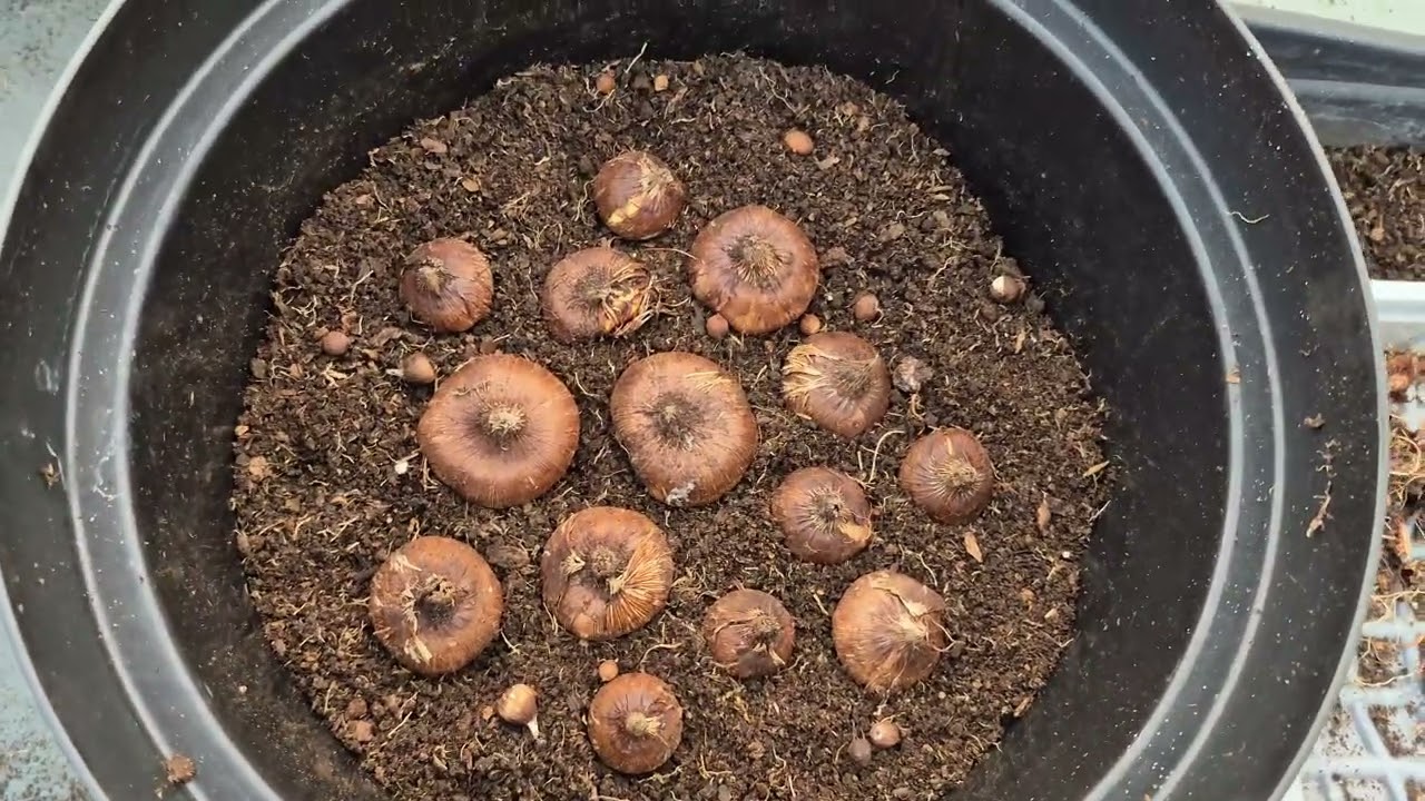 Gladiolus Planting in 10Ltr Pot