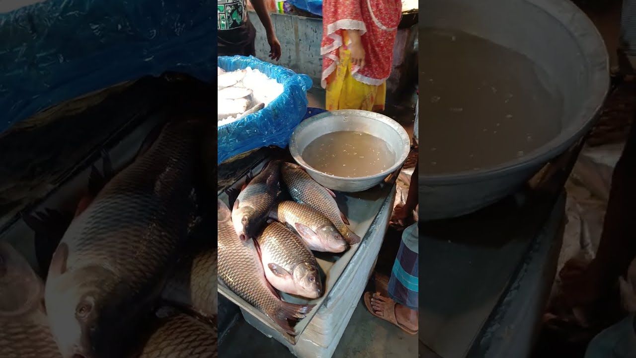 ইলিশ মাছ ,Bangladesh ilish fish price , Fish videos , Bangladesh fish market , Wholesale fish market