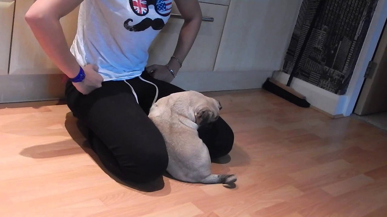 Cute pug puppy feels guilty funny and cute - Molly