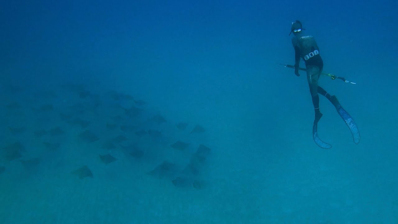 Spearfishing NSW Winter 2023
