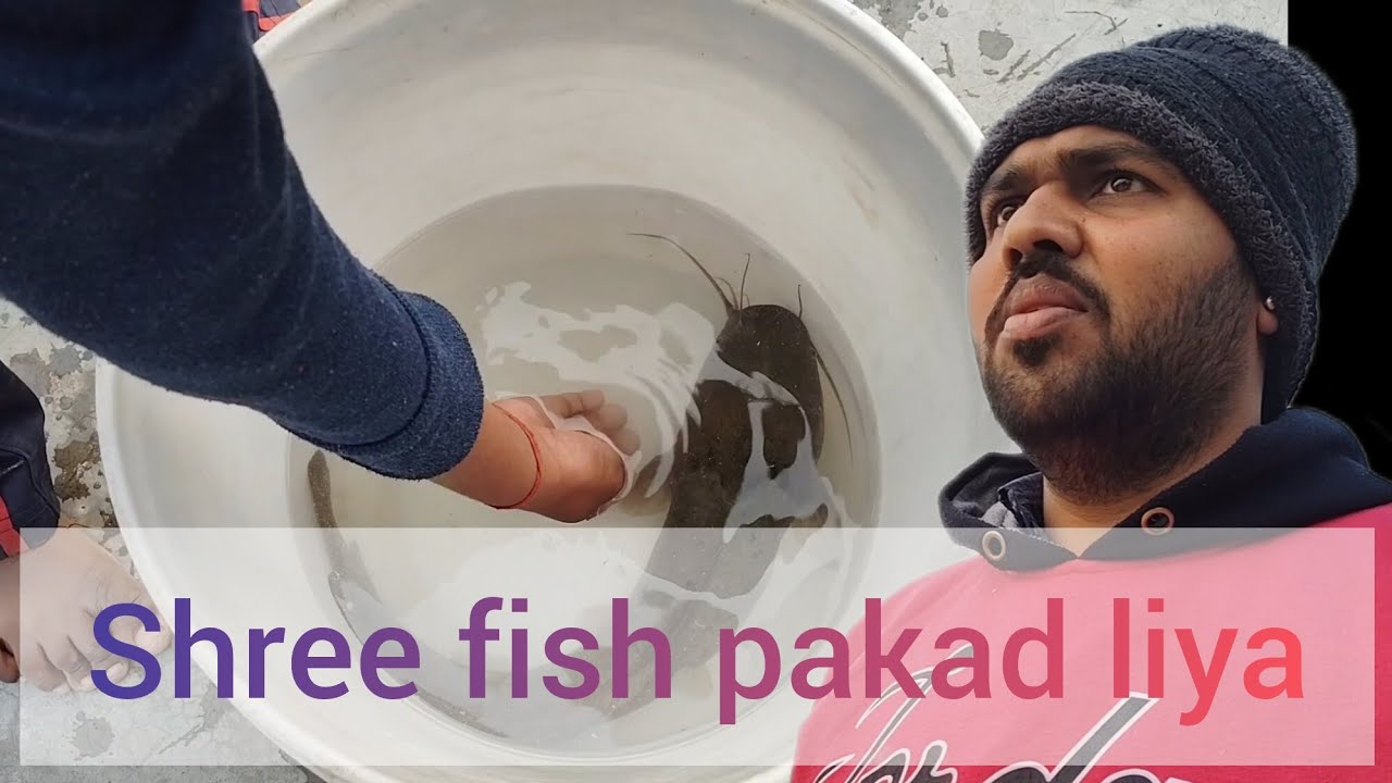 Cat fish pakad liya😃