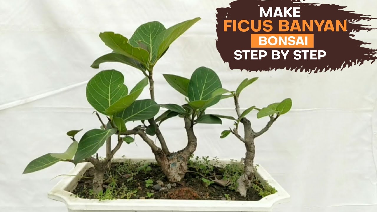 Banyan Bonsai Tree For Beginners || Bonsai Making In Hindi