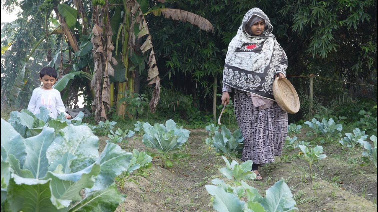 আয়াত ওর মায়ের সাথে ফুলকপি তুলছে | Village life with Shampa
