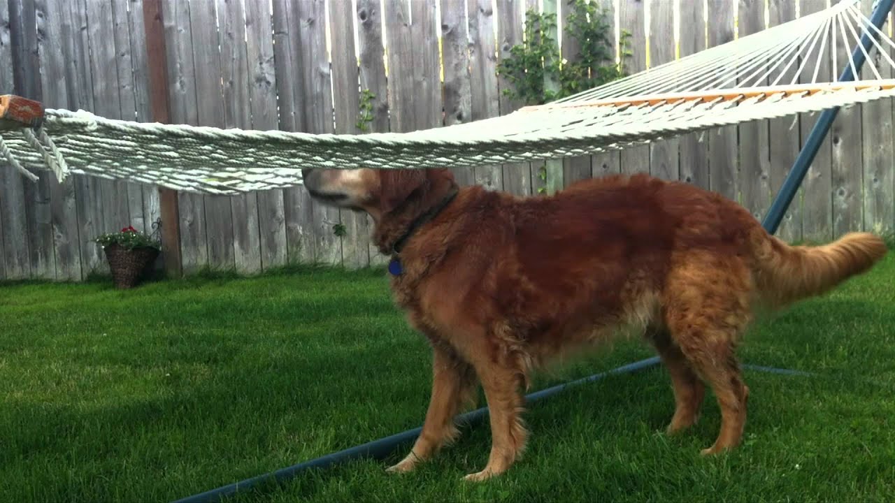 Golden Retriever vs. Border Collie - A dog lesson in problem solving