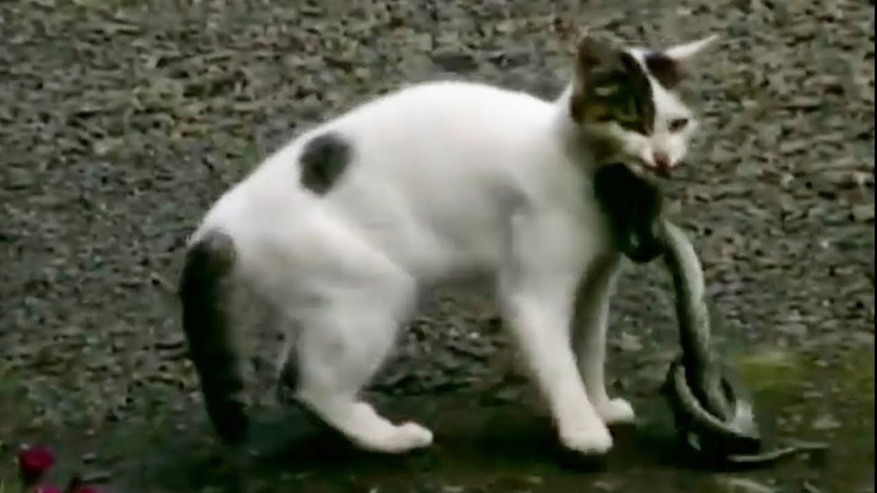 猫   蛇　尻尾を震わせる　ほぼノーカット版