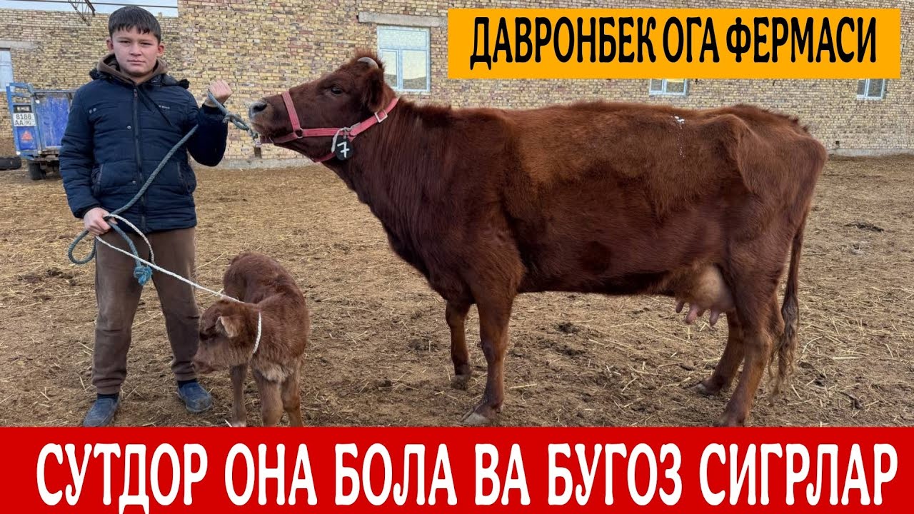 ФЕРМАДАН СУТДОР ОНА БОЛА СИГРЛАР ДАВРОНБЕК ОГА 14 декабря 2025 г.