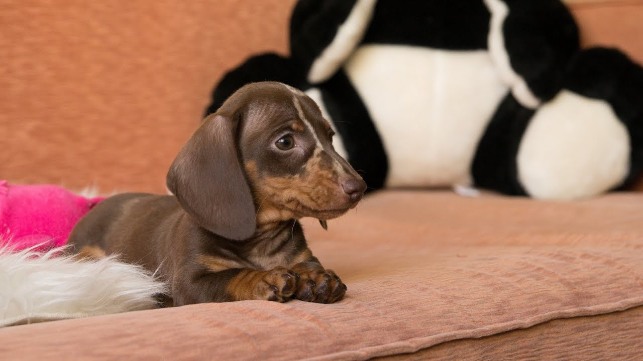 Bad Dachshund 7: Origin