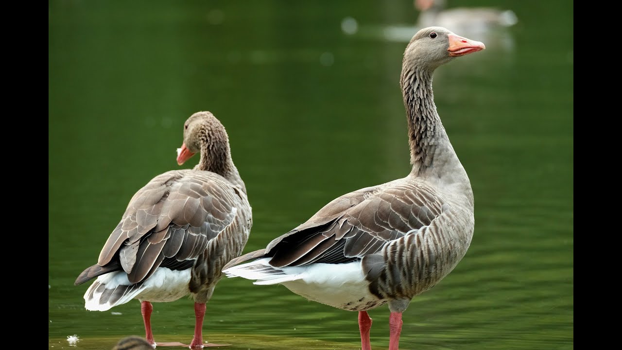 Farm Animal Sounds - Greylag Goose Sounds - Animal Sounds Real