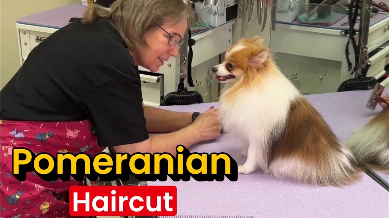 Behind the scenes at Grande Style Dog Grooming: Pomeranian 