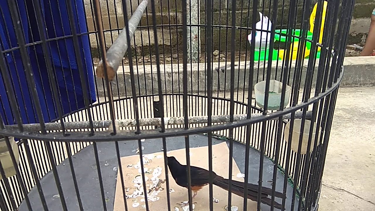 Tidak sengaja... Terekam Kamera Murai Batu memangsa cicak yang hinggap di sangkar