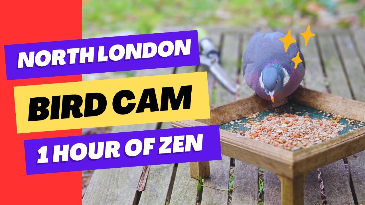 1 Hour of UK Garden Birds in 4K | Relaxing Bird Feeder Cam & Wildlife