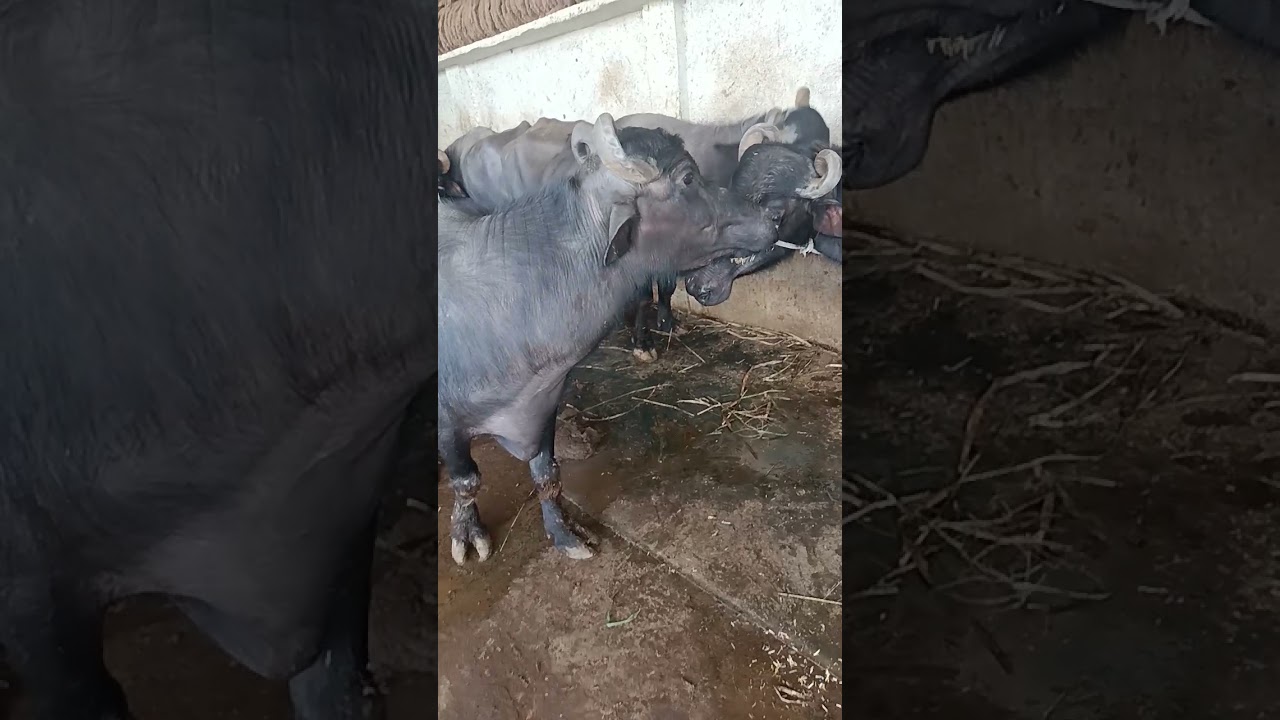 Patel dairy farm ujjain MP 🙏