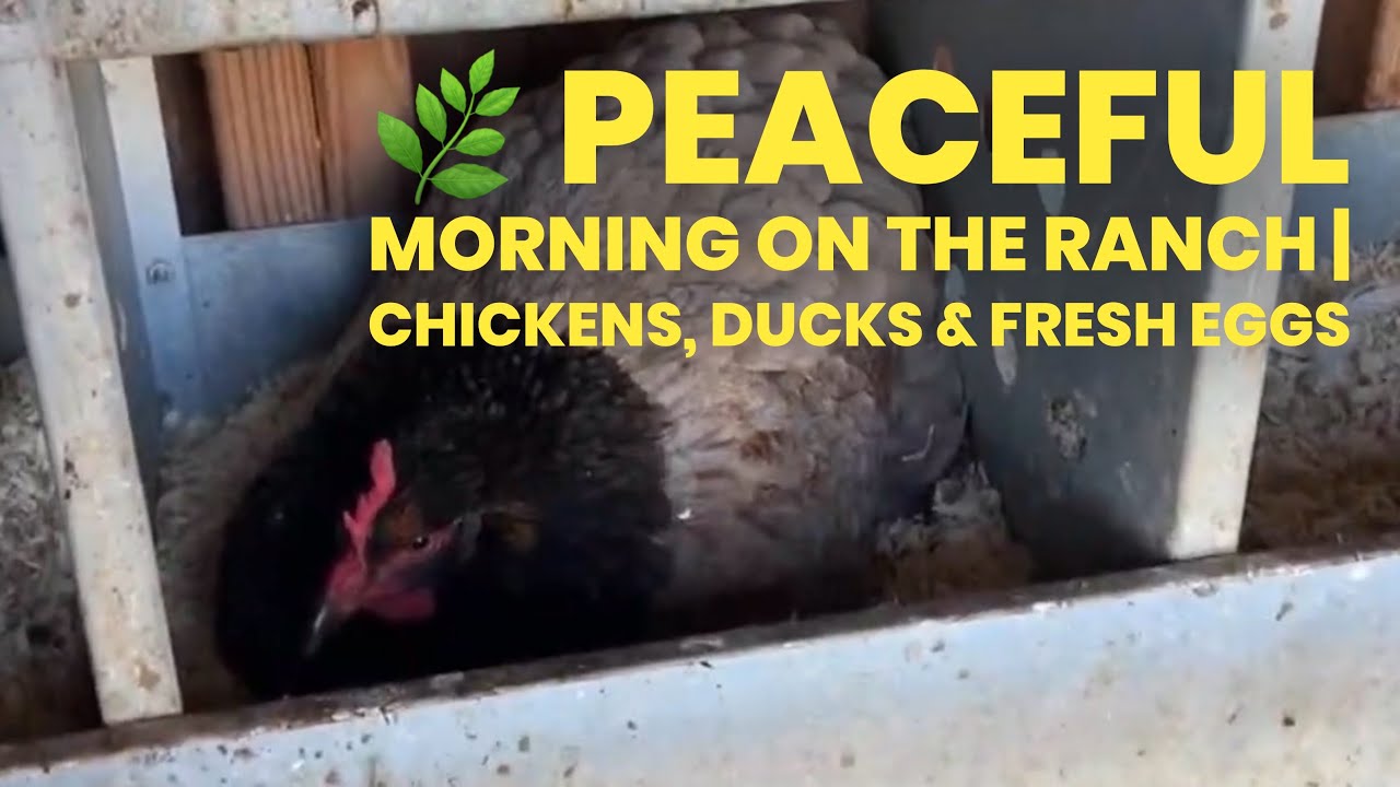 🌿 Peaceful Morning on the Ranch | Chickens, Ducks & Fresh Eggs