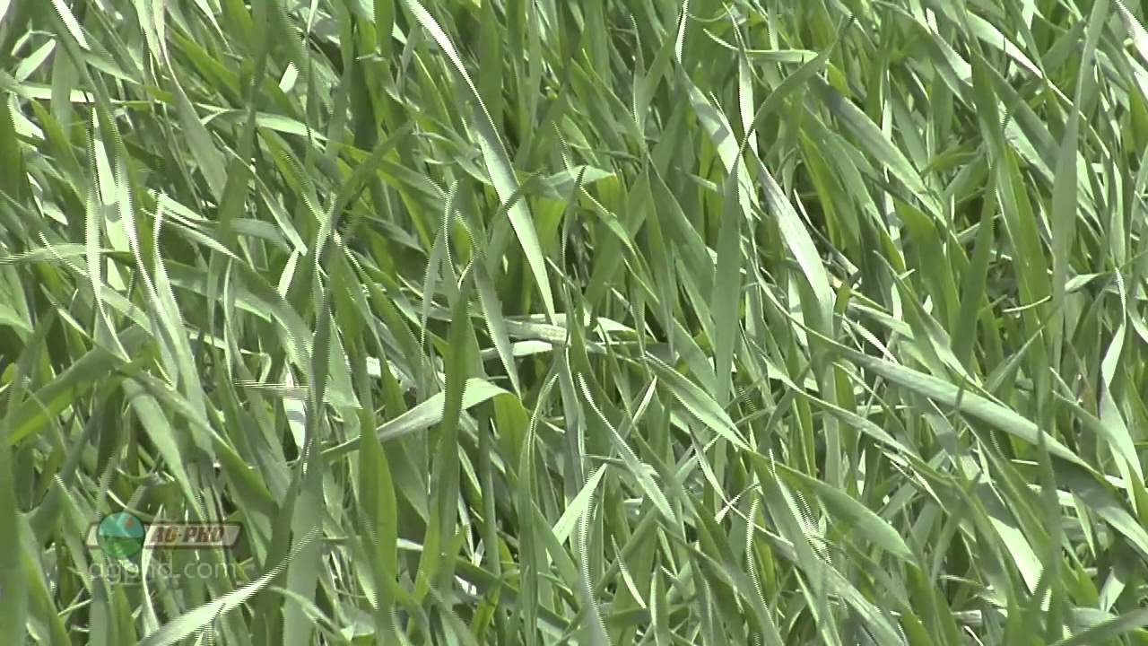 Fungicide Timings In Wheat #788 (Air Date 5/12/13)