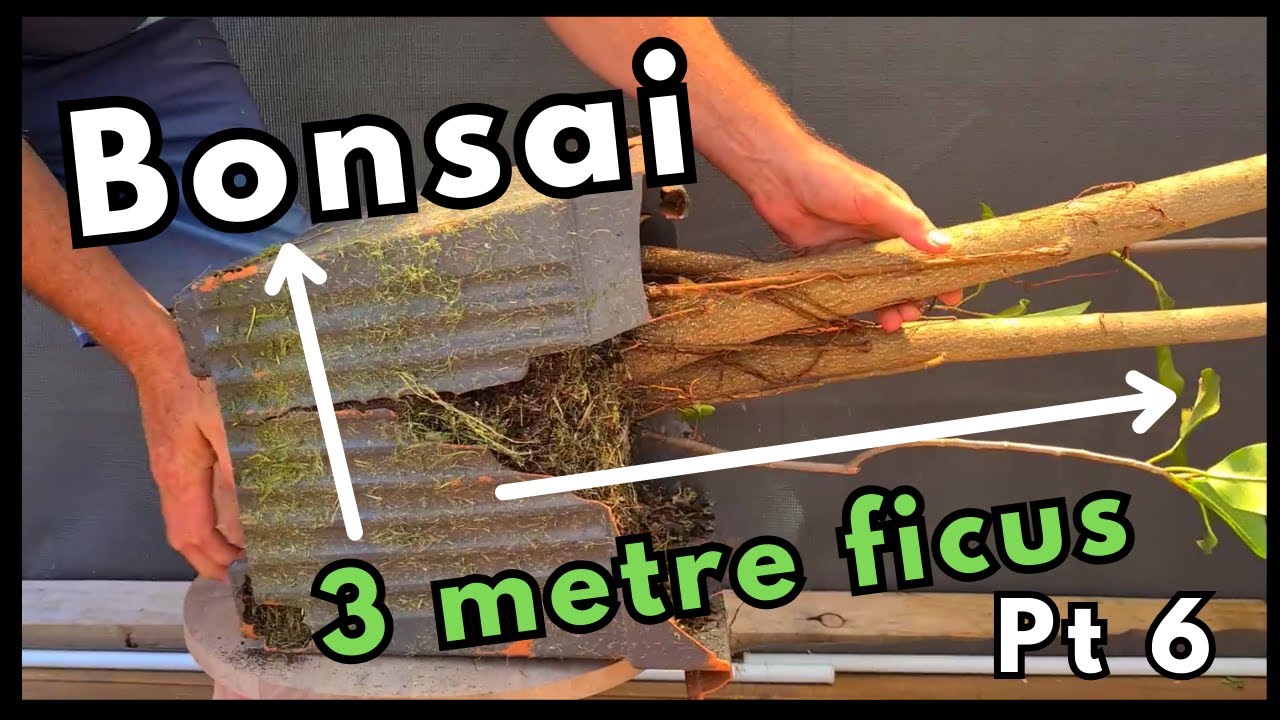 &laquo;Можно ли вырастить бонсай из 3-метрового фикуса? Часть 6&raquo;.