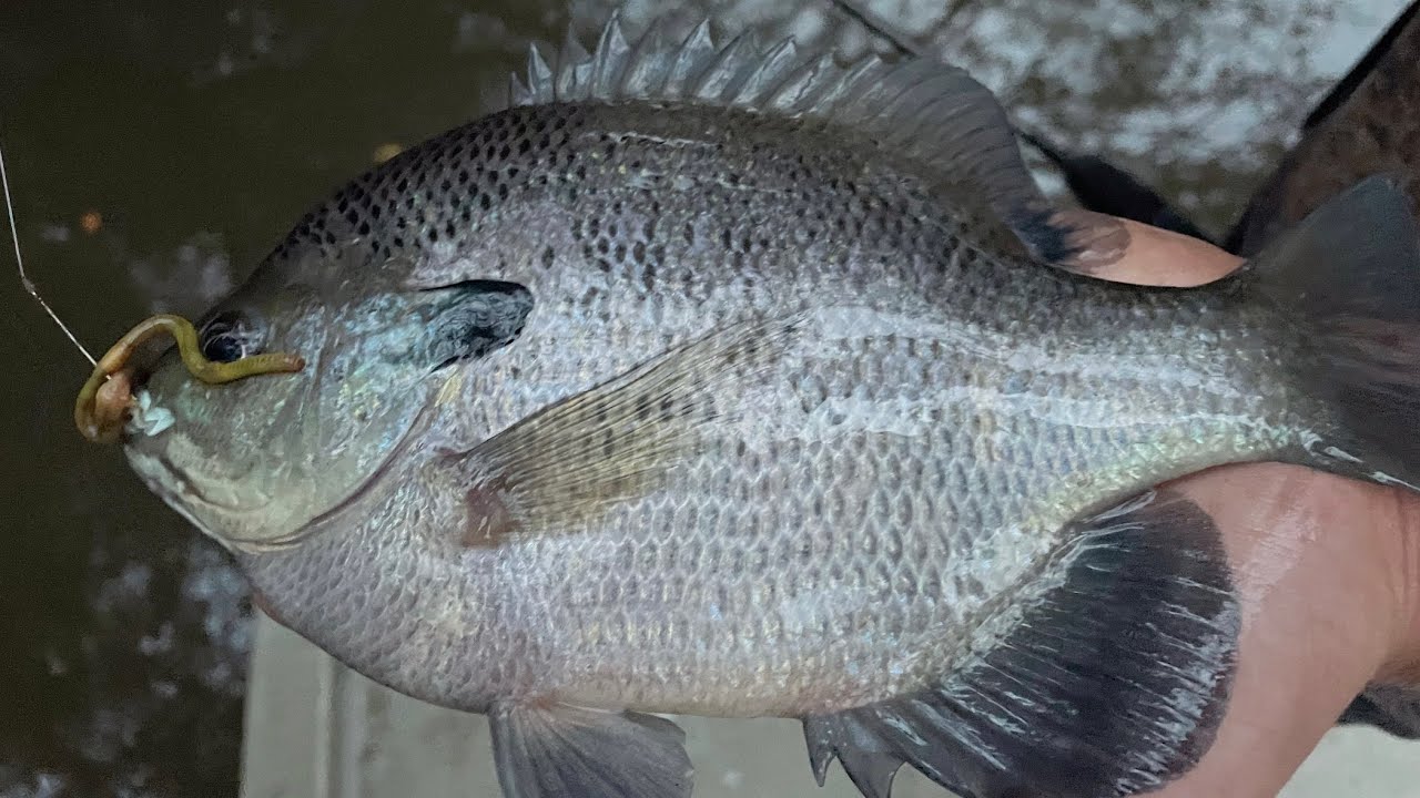 BLUEGILL FISHING WITH GREEN WORMS AND CRICKETS ON SAVANNAH RIVER