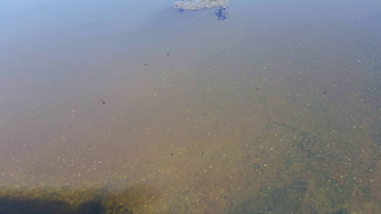 Wasserfl&ouml;he am Nachkl&auml;rteich