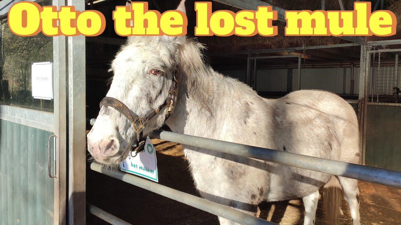 Otto the lost mule, at the moment at the Ezelsociëteit in Zeist, the Netherlands